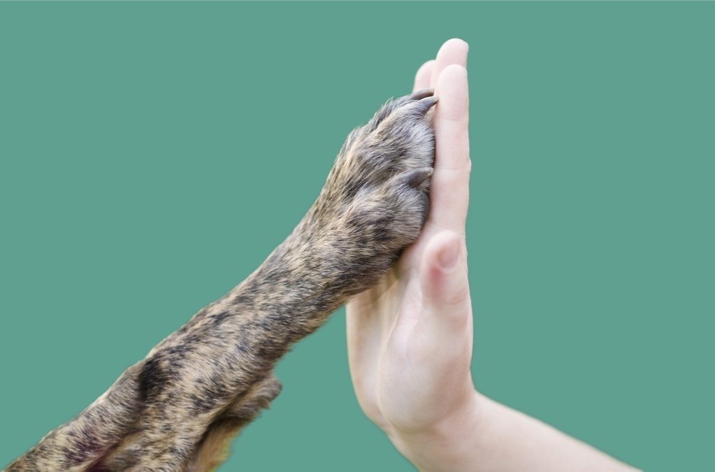 A person giving a high five to a dog's paw.